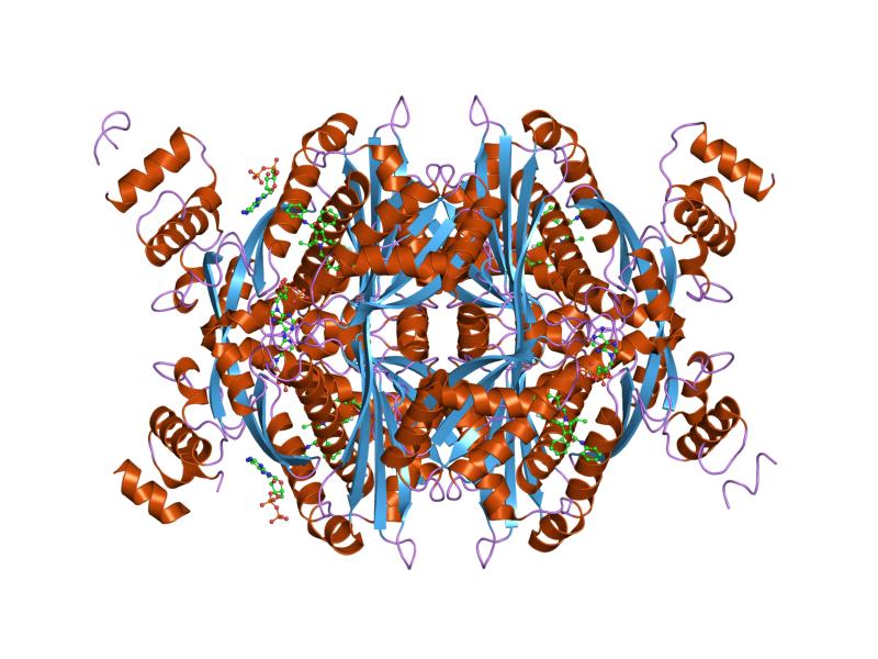 File:PDB 1hwk EBI.jpg