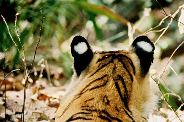 File:Panthera tigris tigris white spots ears.jpg