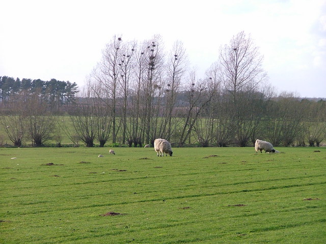 File:Pasture on the Banks of the River Ryton - geograph.org.uk - 150946.jpg