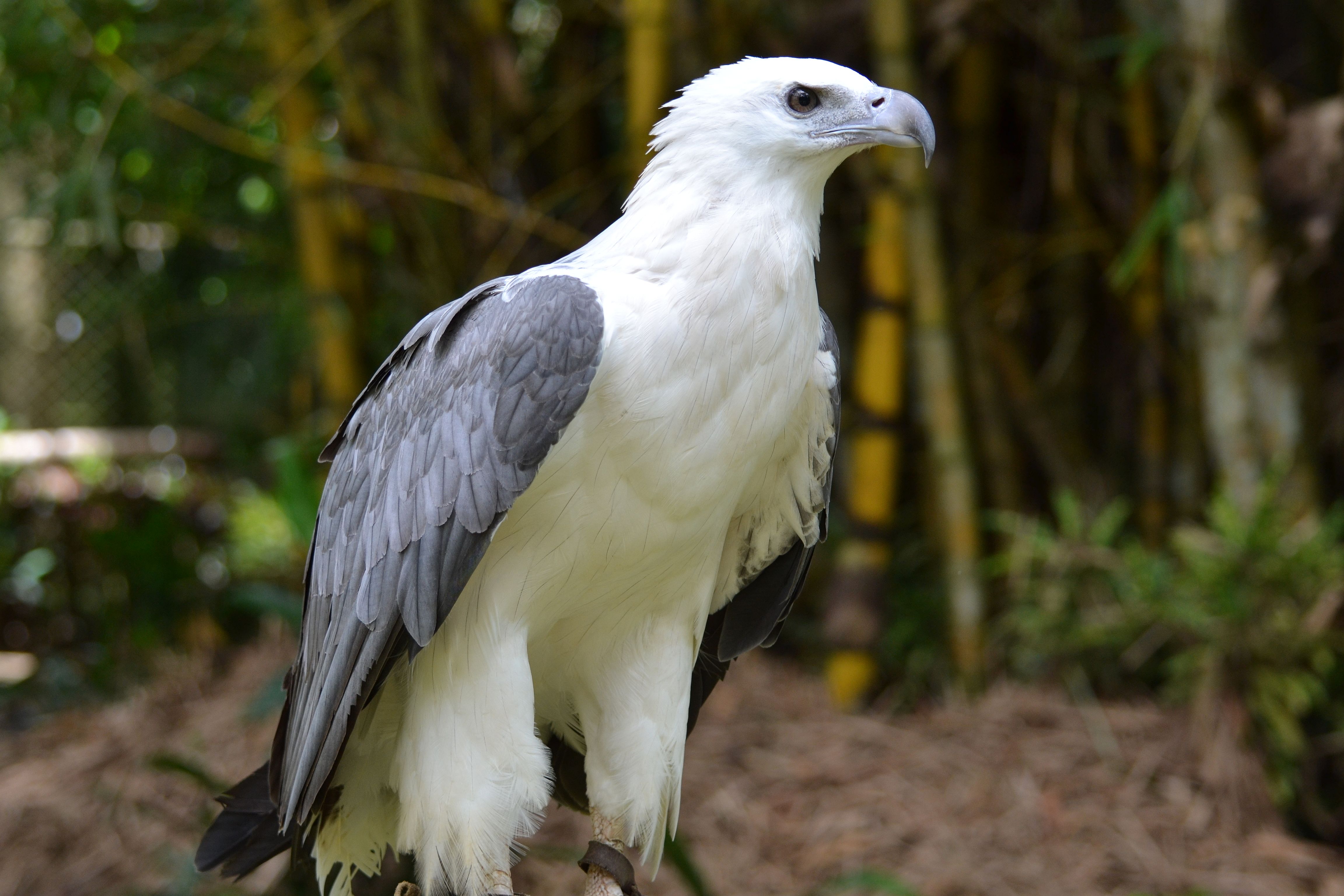 File:Photo point- white bellied sea eagle (9105616526).jpg - Wikimedia  Commons