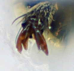 File:Phytoecia nigricornis claw.jpg