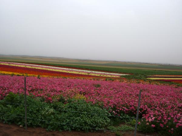 File:PikiWiki Israel 384 Agriculture in Israel שדה נוריות.JPG