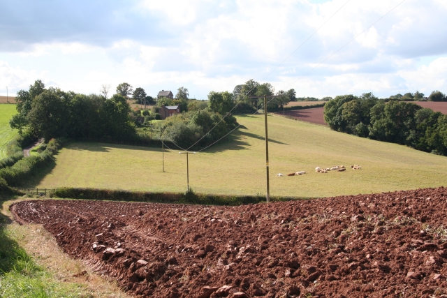 File:Rough Grove - geograph.org.uk - 569646.jpg