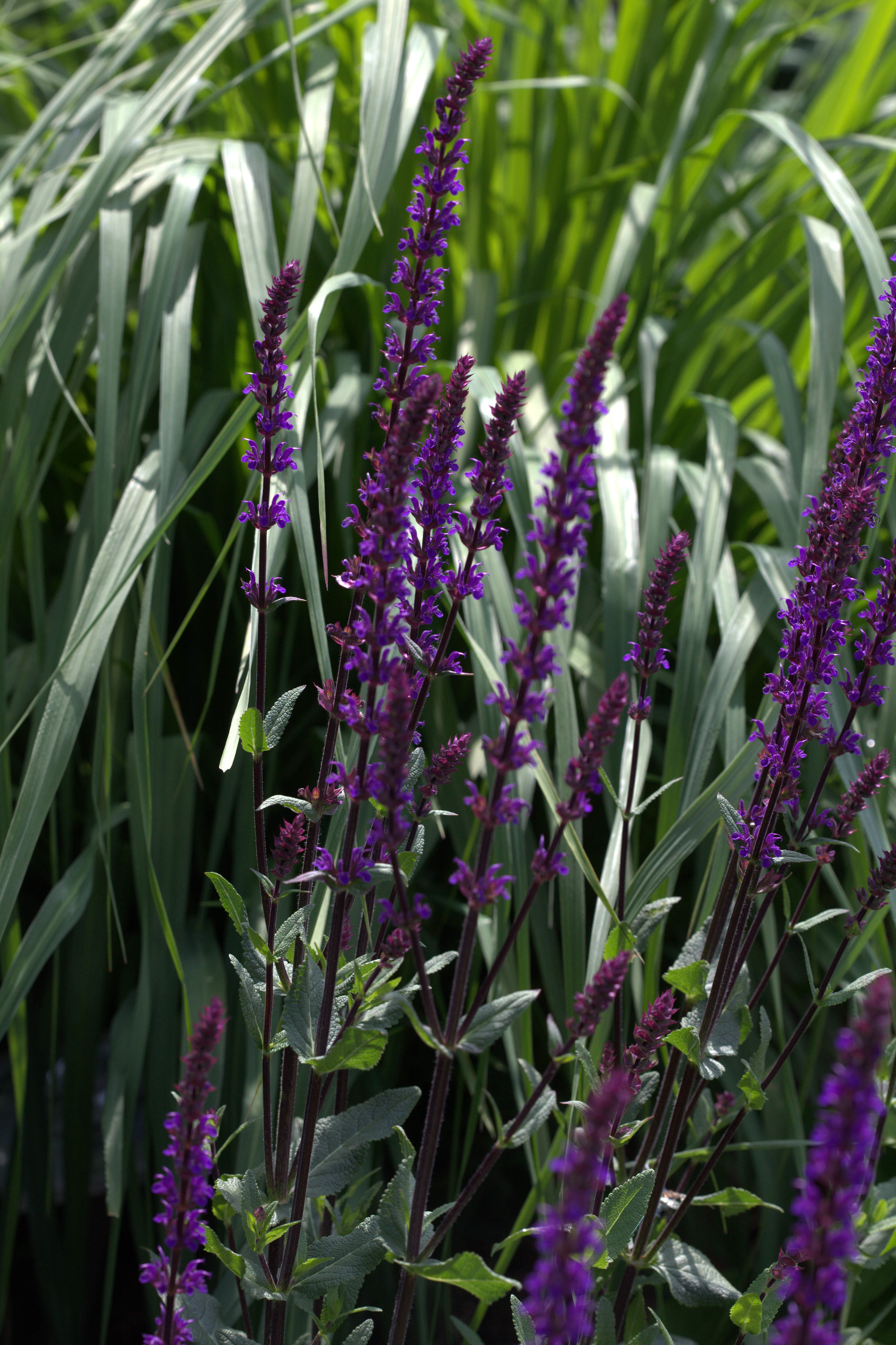 Salvia nemorosa Caradonna