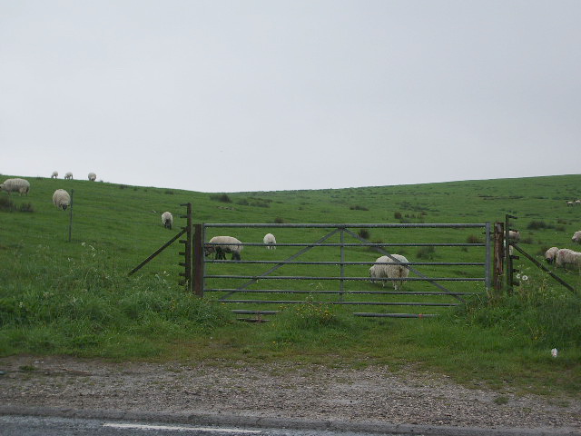 File:Sheep - geograph.org.uk - 435741.jpg