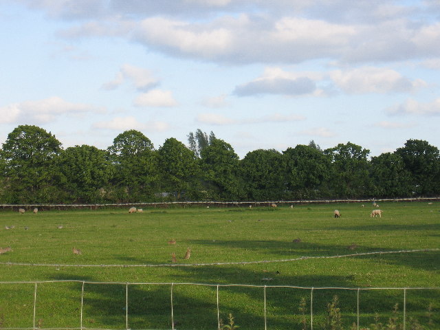 File:Sheep and Rabbits - geograph.org.uk - 13351.jpg