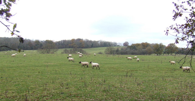 File:Sheep pasture near Usk - geograph.org.uk - 617188.jpg