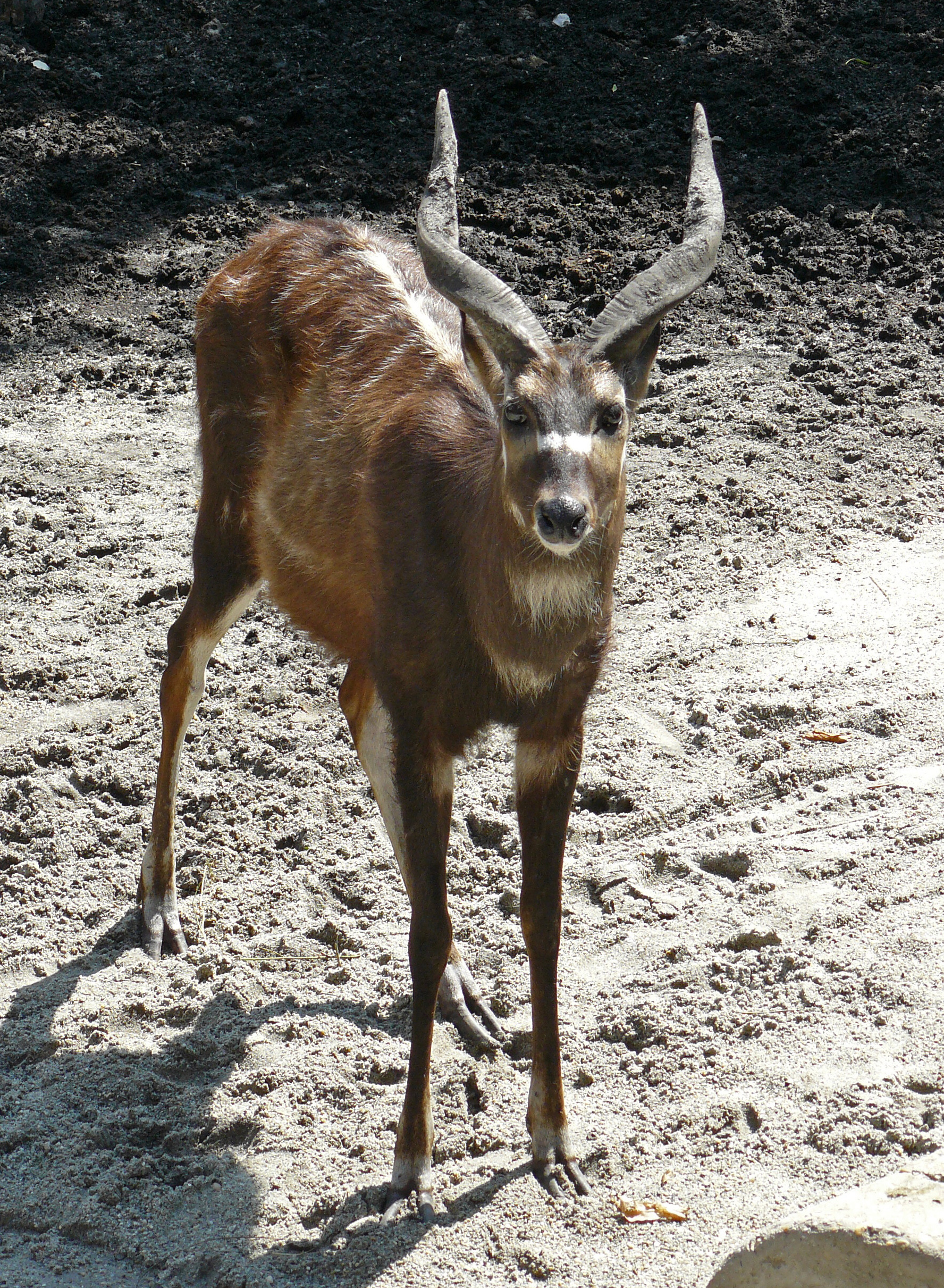 Sitatunga,_Zoo,_Budapest.jpg