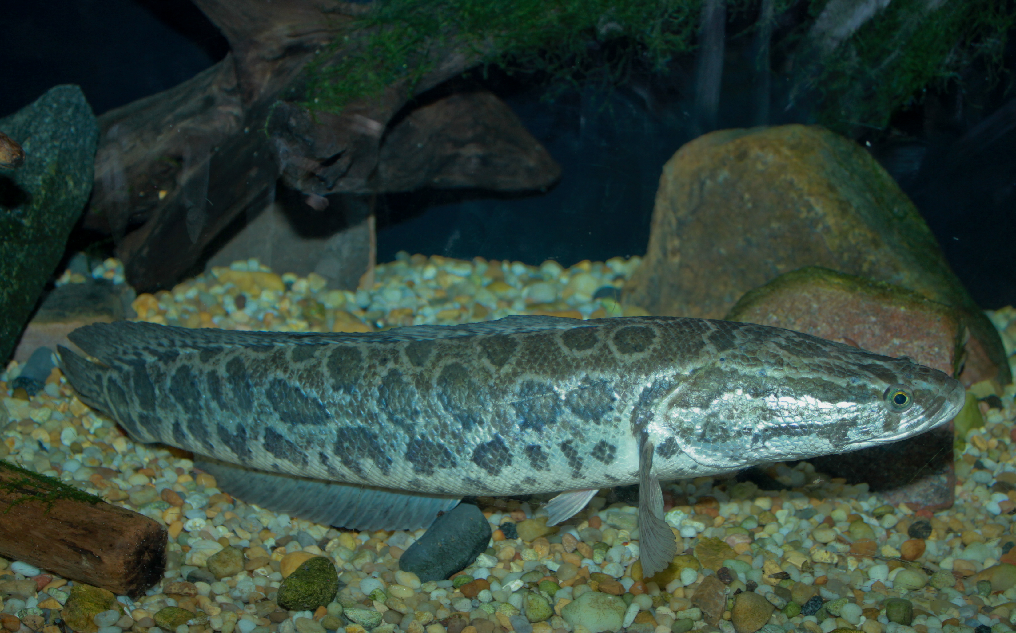 northern snakehead fish dangerous