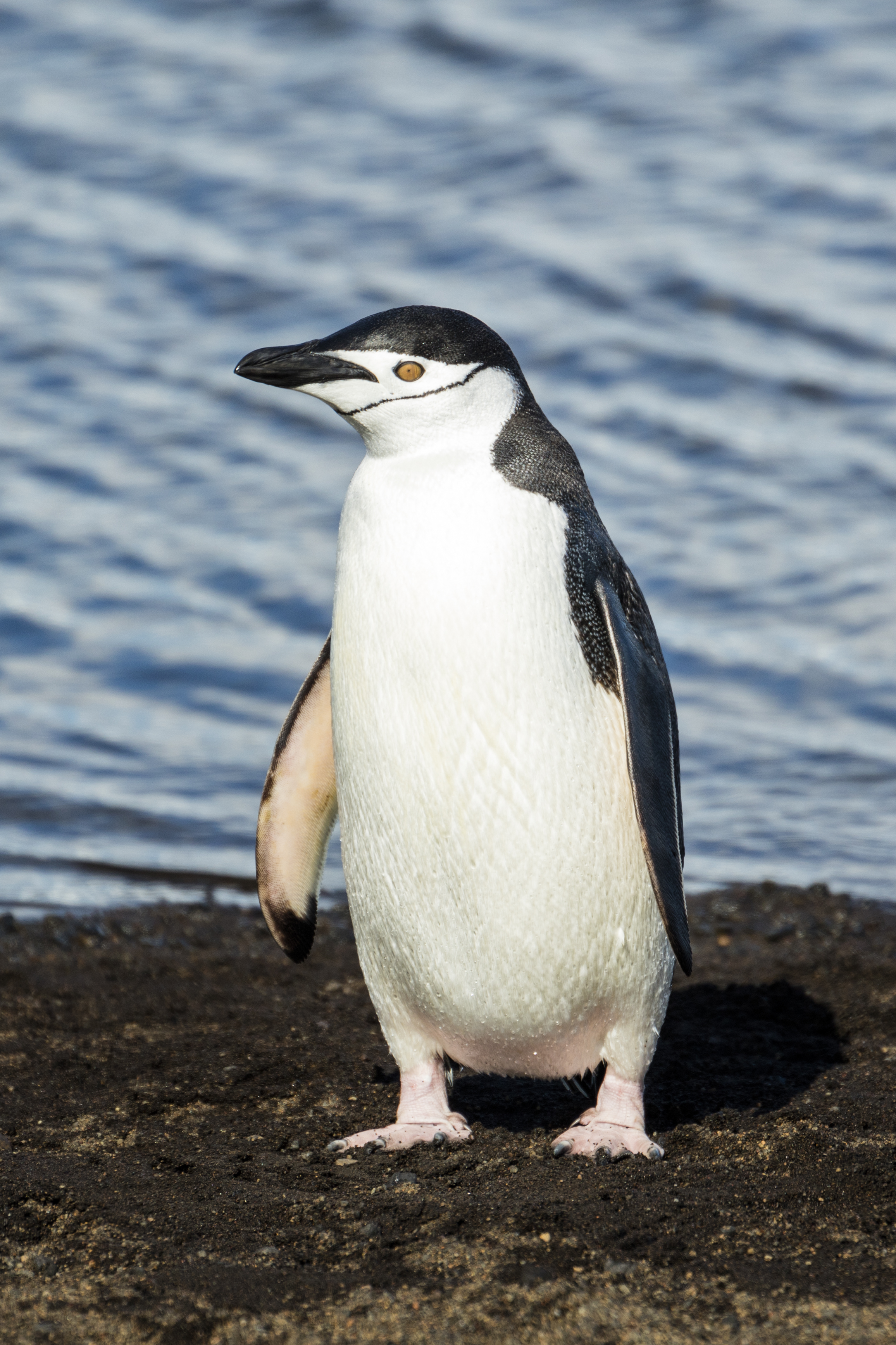 File:South Shetland-2016-Deception Island–Chinstrap penguin (Pygoscelis ...