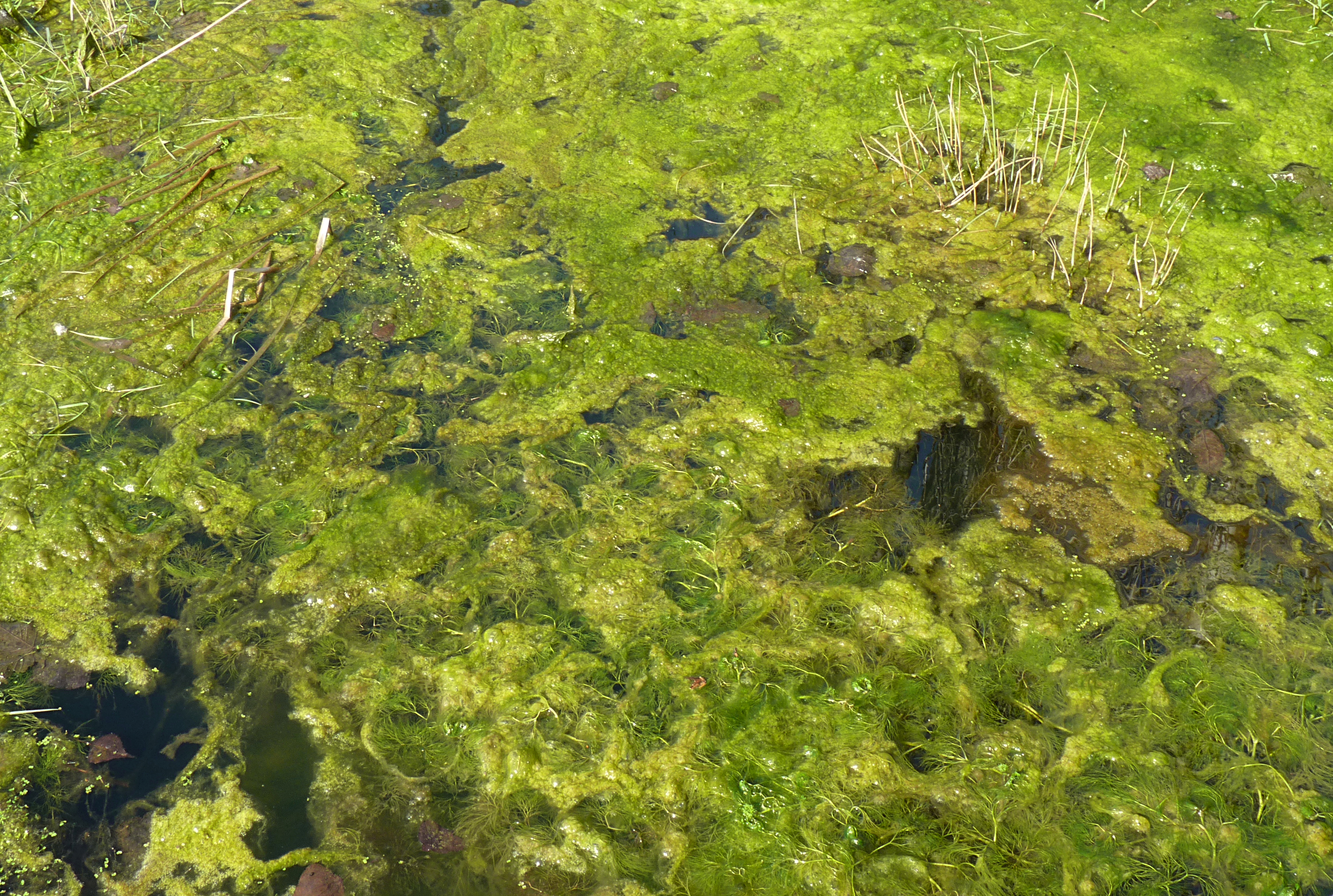 alge de vedere