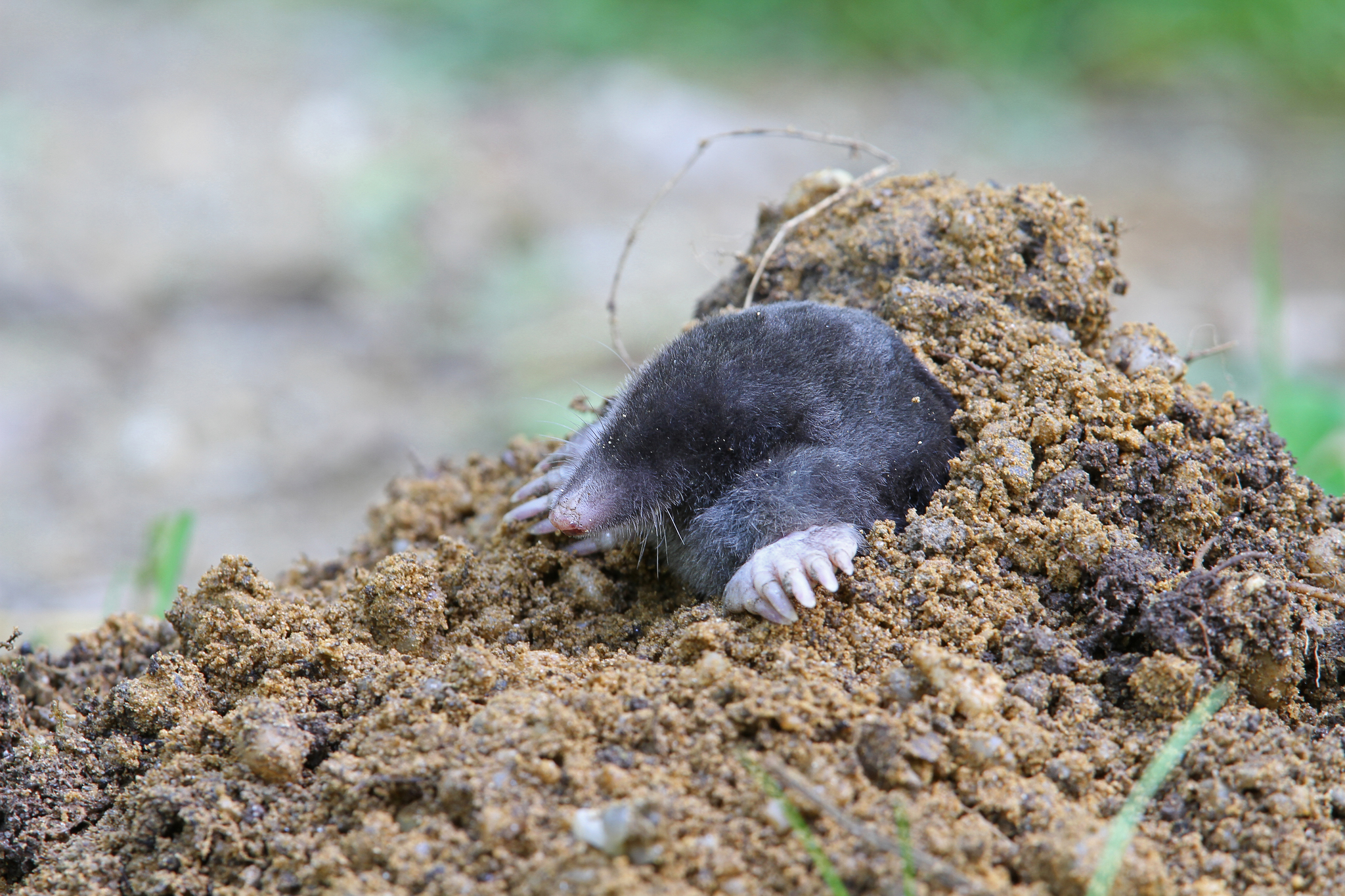 Les animaux sauvages ne sont pas des animaux domestiques - QUATRE PATTES en  Suisse - organisation de protection des animaux