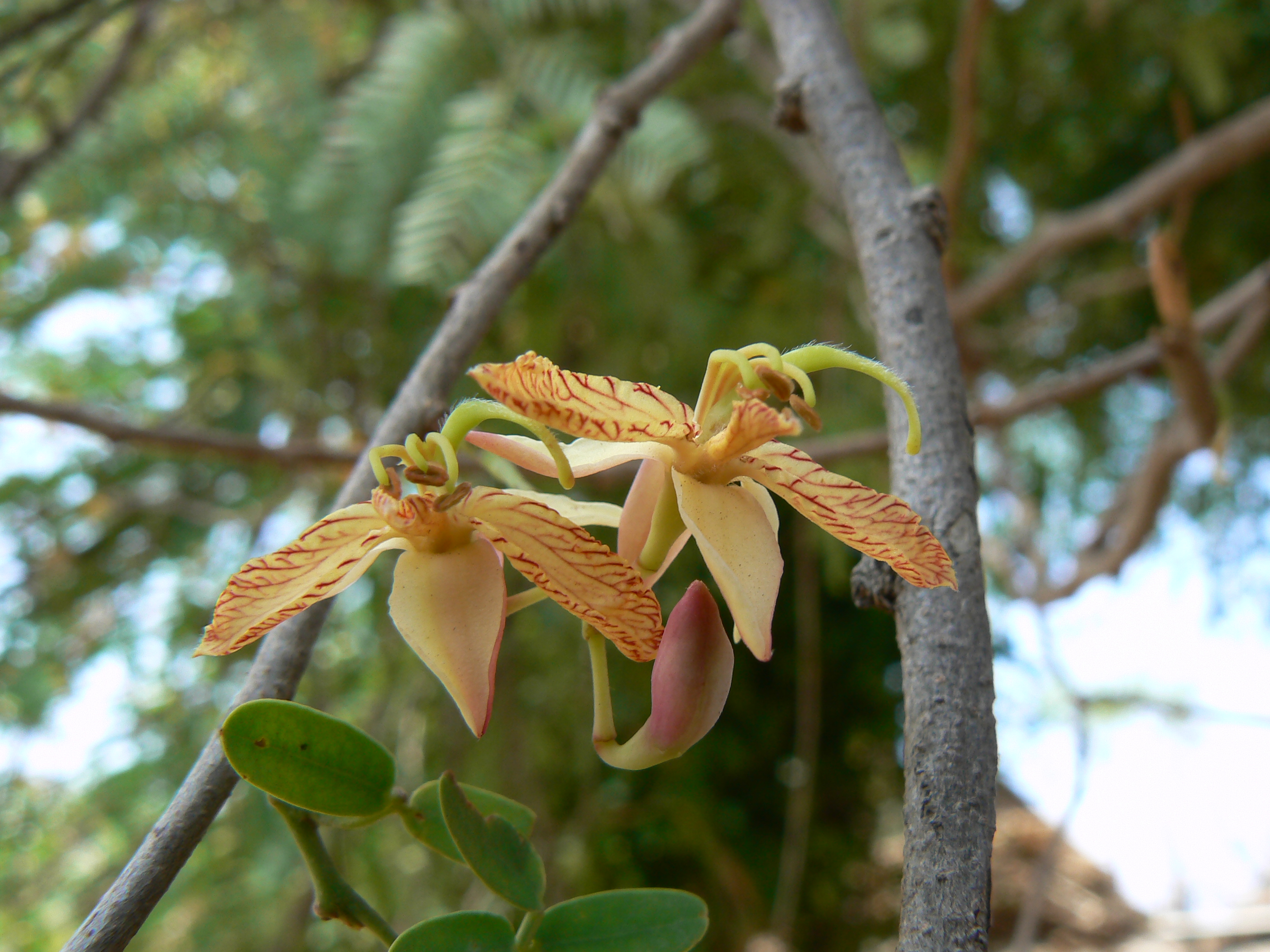 File Tamarindus Indica Jpg Wikimedia Commons