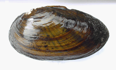 Thick shelled river mussel - Unio crassus.gif
