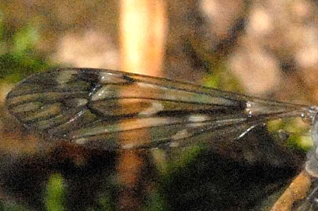 File:Tipula.montium9.-.lindsey.jpg