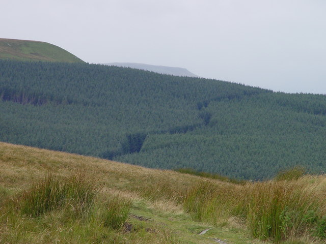 Track through the forest - geograph.org.uk - 712997