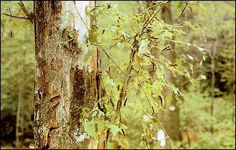 File:Tree damage gypsy larvae.jpg