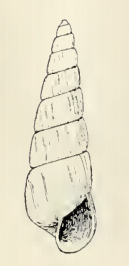 Turbonilla oregonensis 001.png