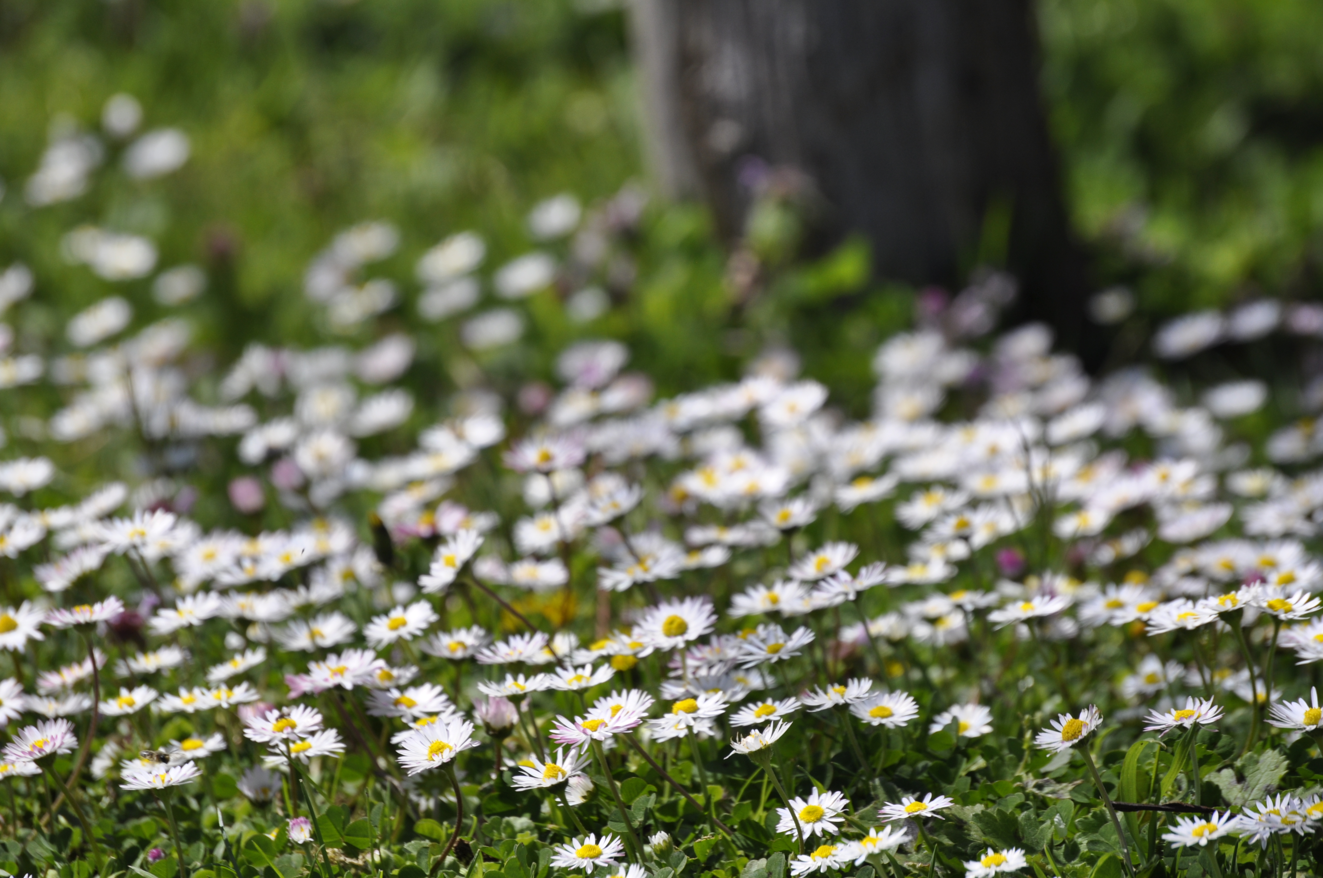 White fields