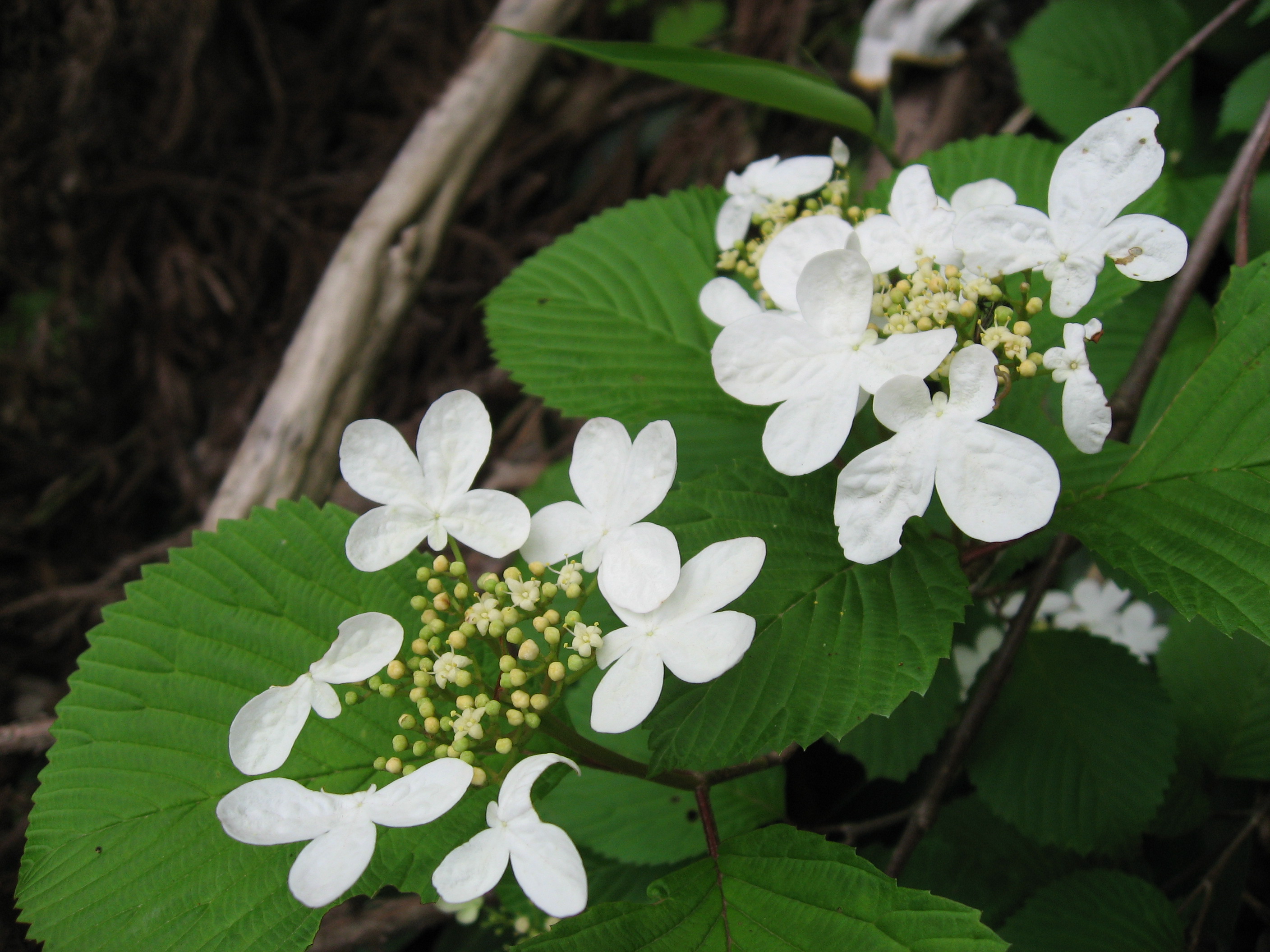 File:ヤブデマリ Viburnum plicatum var. tomentosum.JPG - Wikimedia