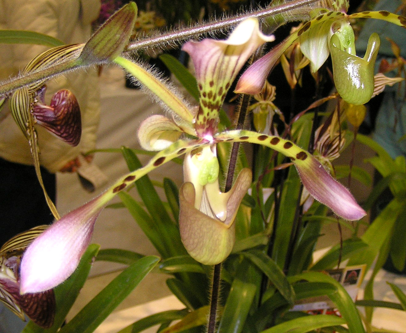 Paphiopedilum sublaeve