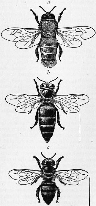 Ficheiro:Fork-Beekeeping.jpg – Wikipédia, a enciclopédia livre