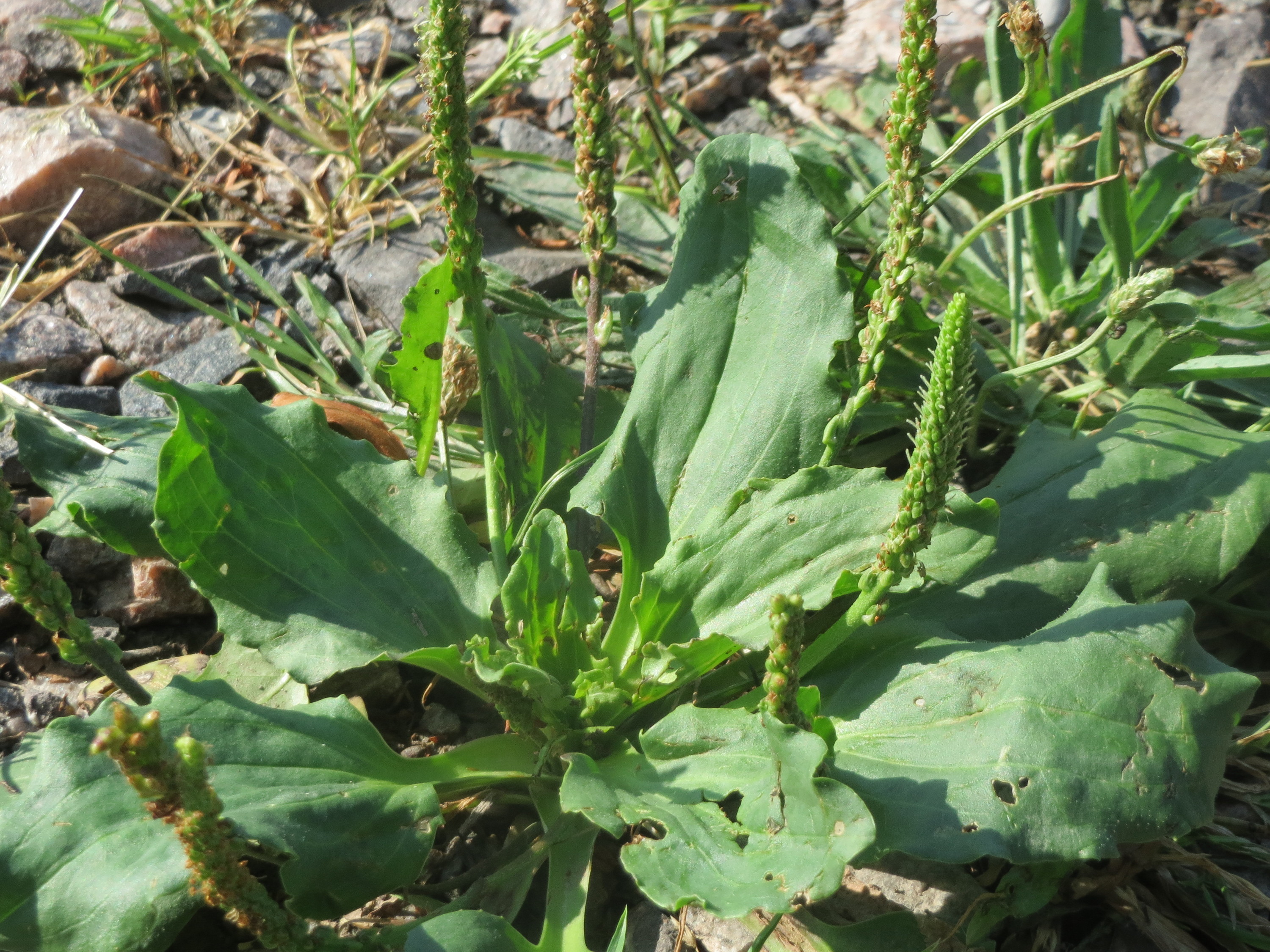 Мон подорожник. Plantain подорожник. Индийский подорожник. Хвойная растения подорожник. Всходы подорожника.