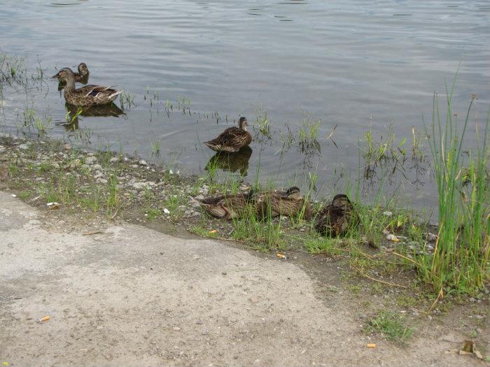 File:Ahuntsic Park Pond 04.jpg