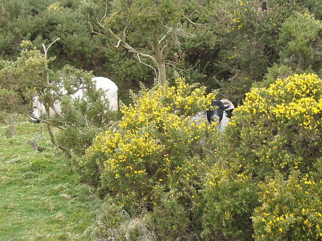 File:Ambush - geograph.org.uk - 772543.jpg