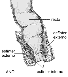 File:Anorectum gl.gif