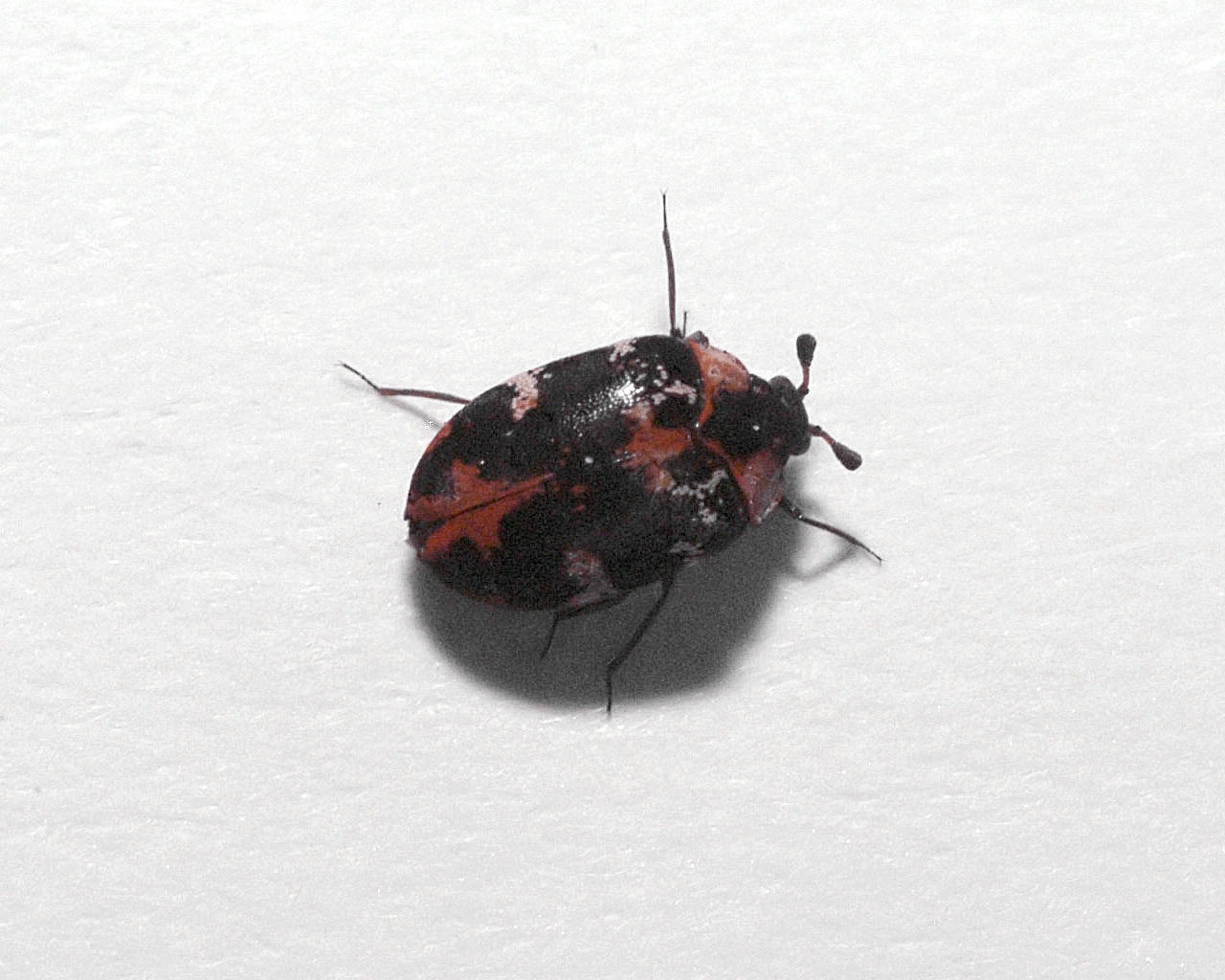 Black carpet beetle - Wikipedia