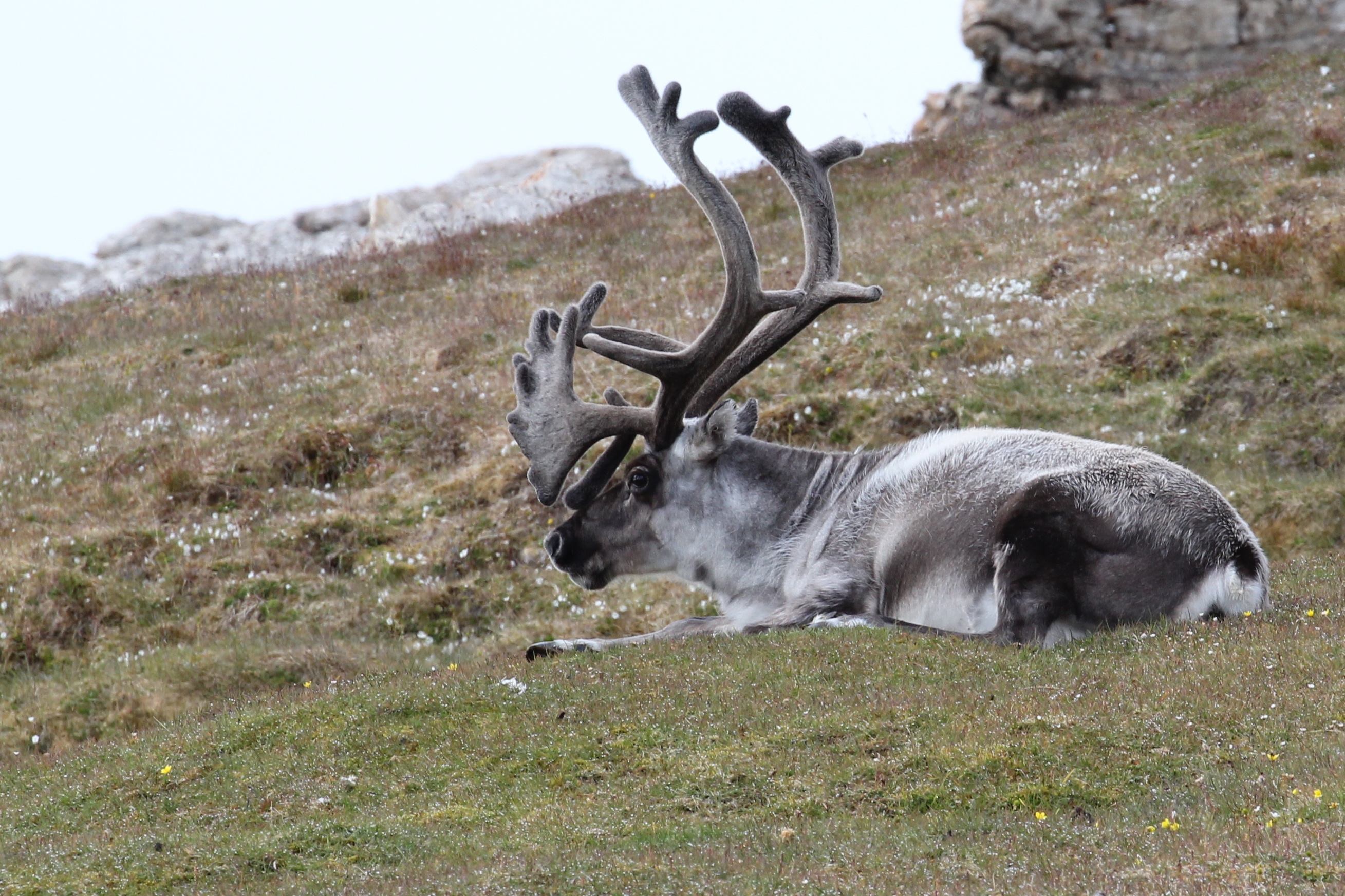 arctic reindeer