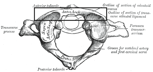 File:Arcusanterioratlantis.png