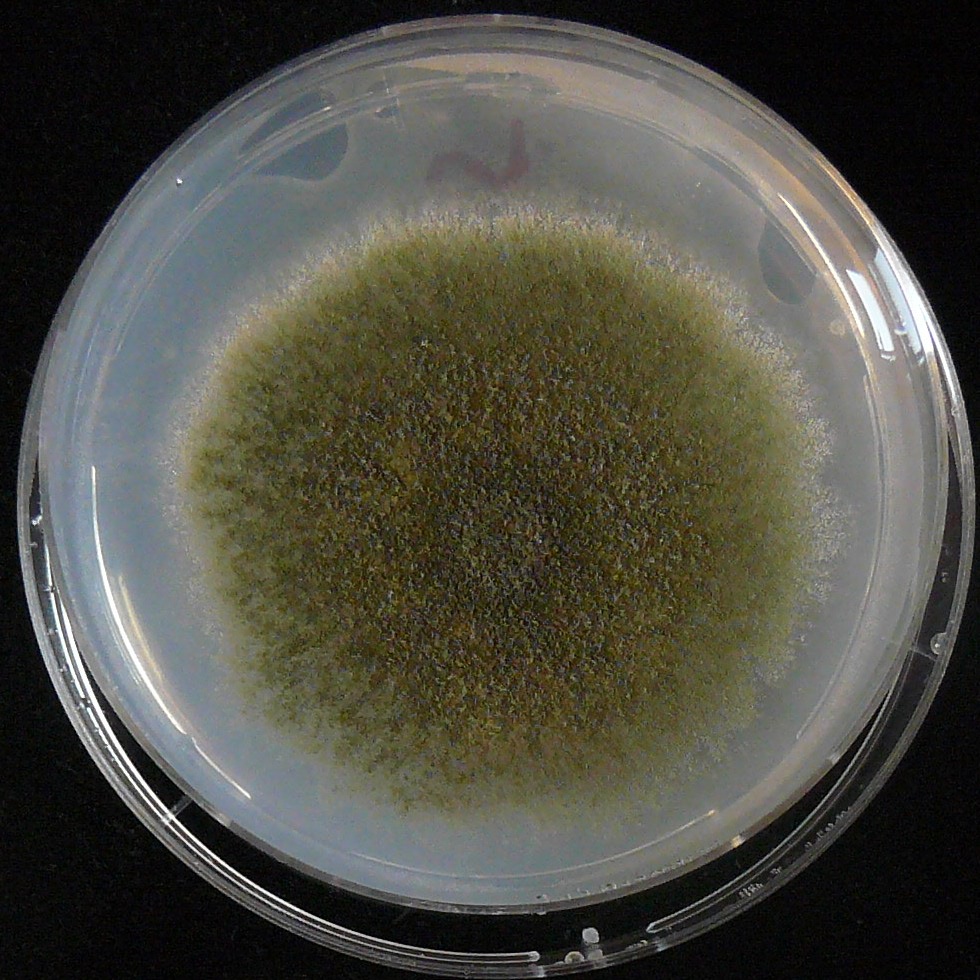 aspergillus mold in petri dish