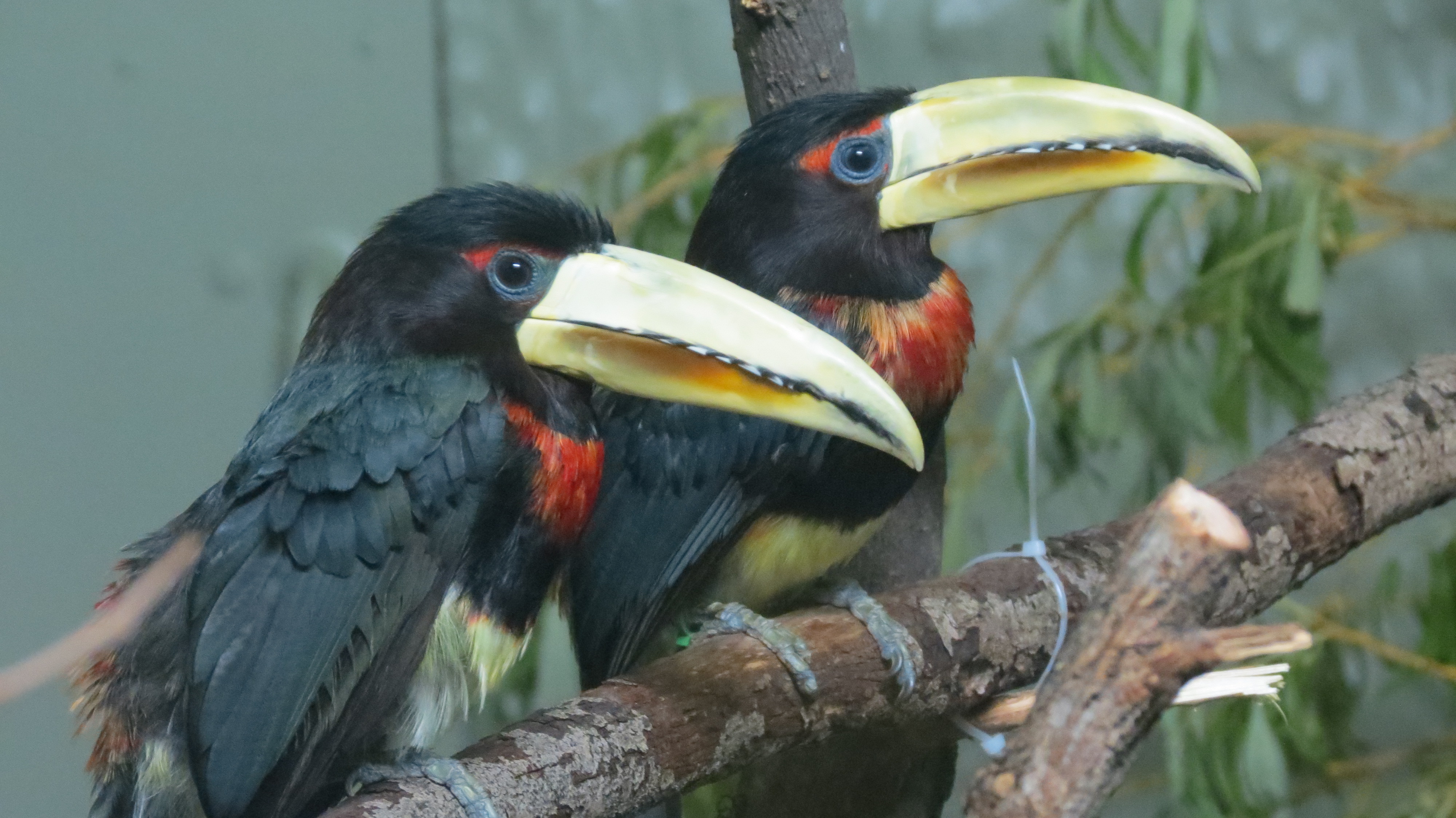 Assiniboine Park Zoo