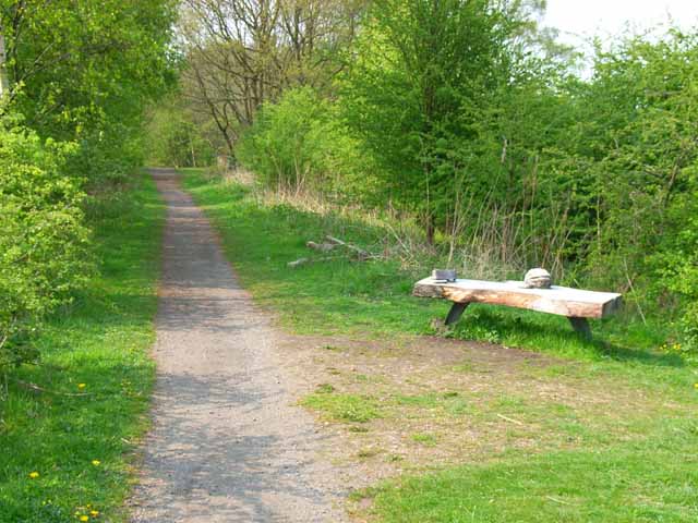 File:Bench in Wynyard Woodland Park - geograph.org.uk - 167315.jpg