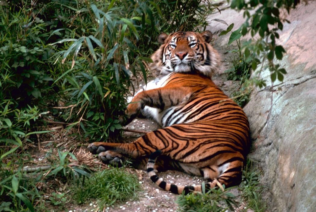 Bengal Tiger - Photos,Images,Gallery - 12721