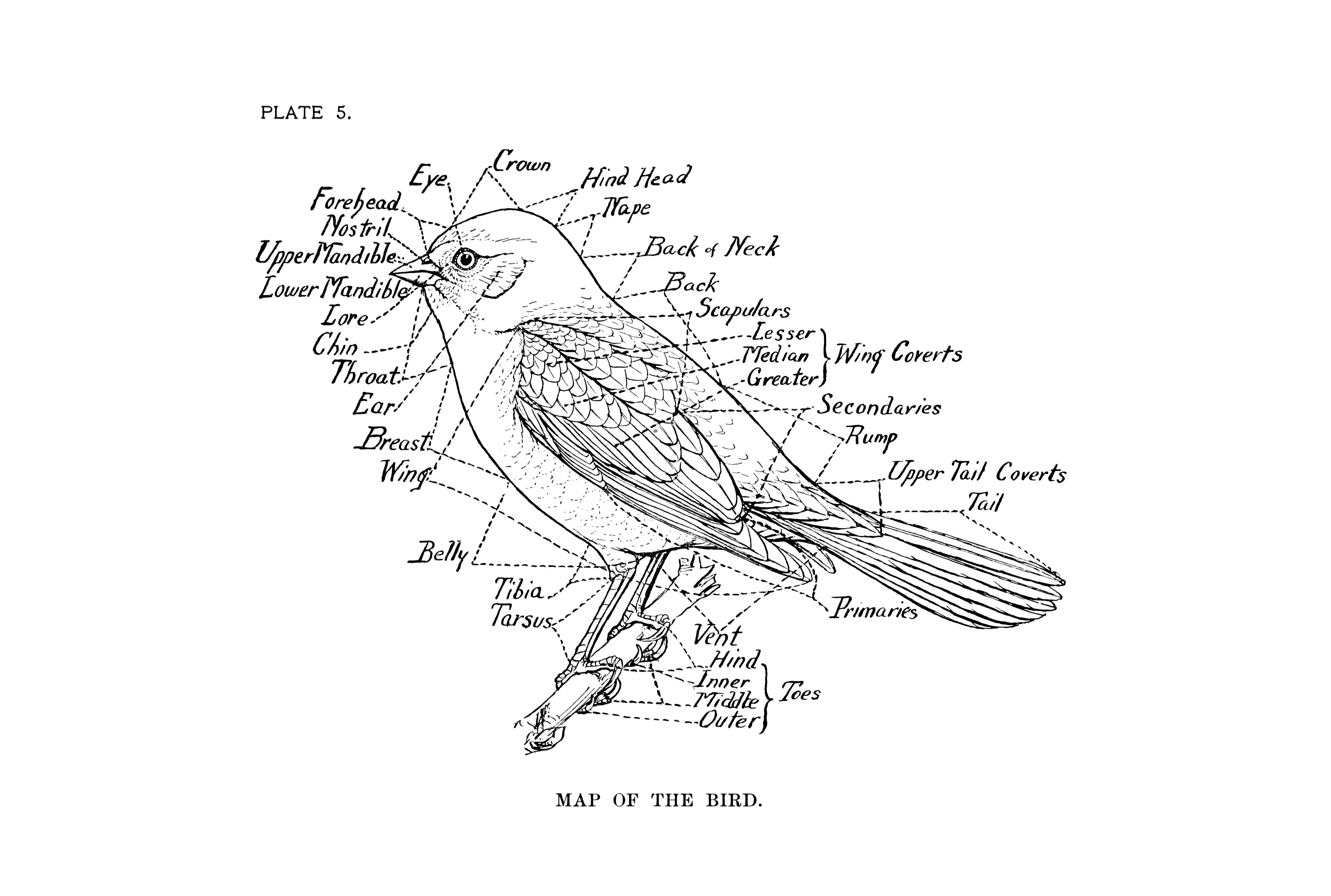 Карты bird. Анатомия птиц для художников. Карта птиц. Пластическая анатомия птицы. Язык птиц анатомия.