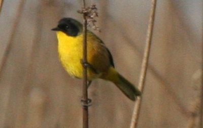 File:Black-polled Yellowthroat - cropped 2.jpg