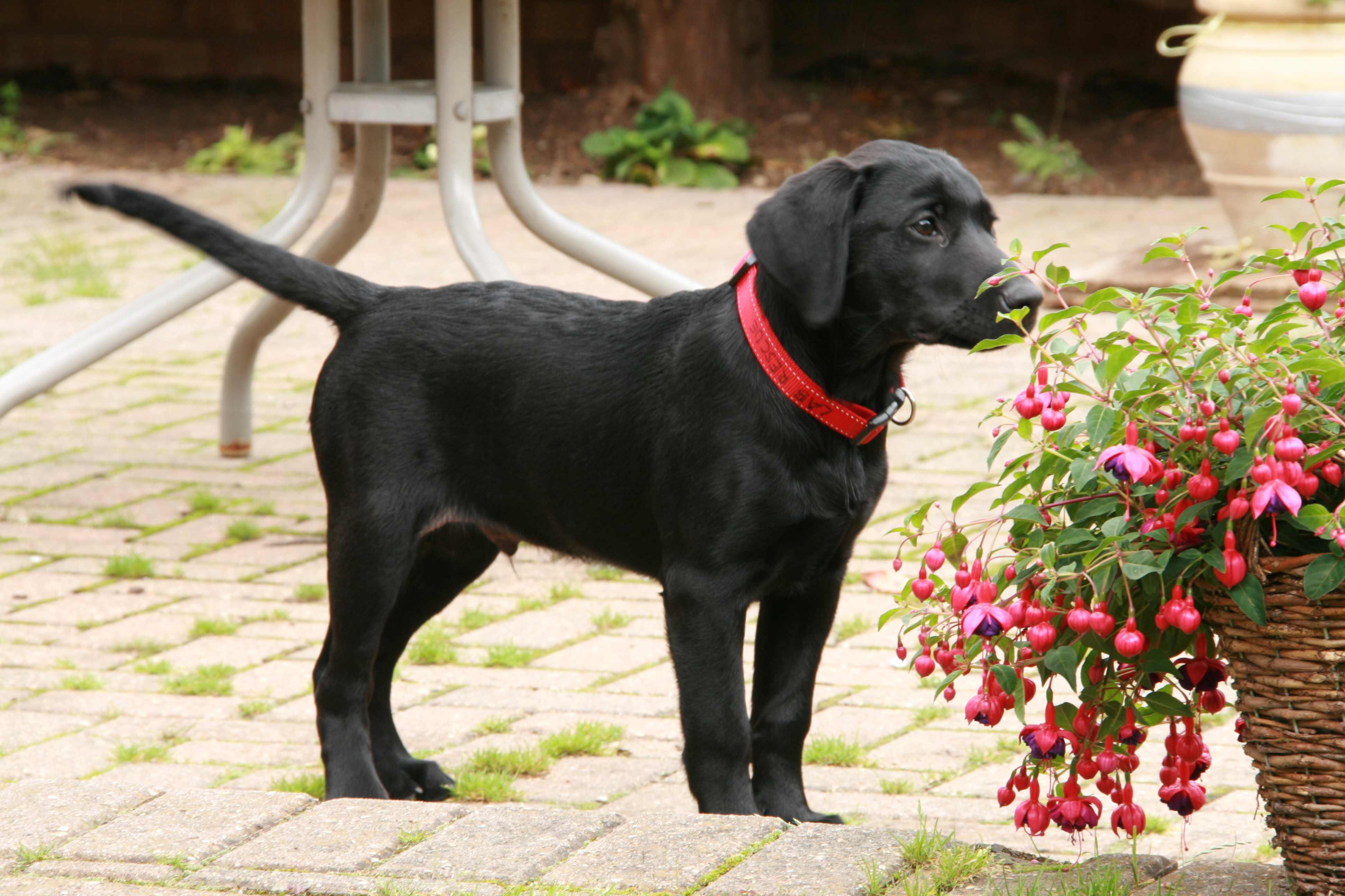 File:Black labrador puppy (2754841728).jpg - Wikimedia Commons