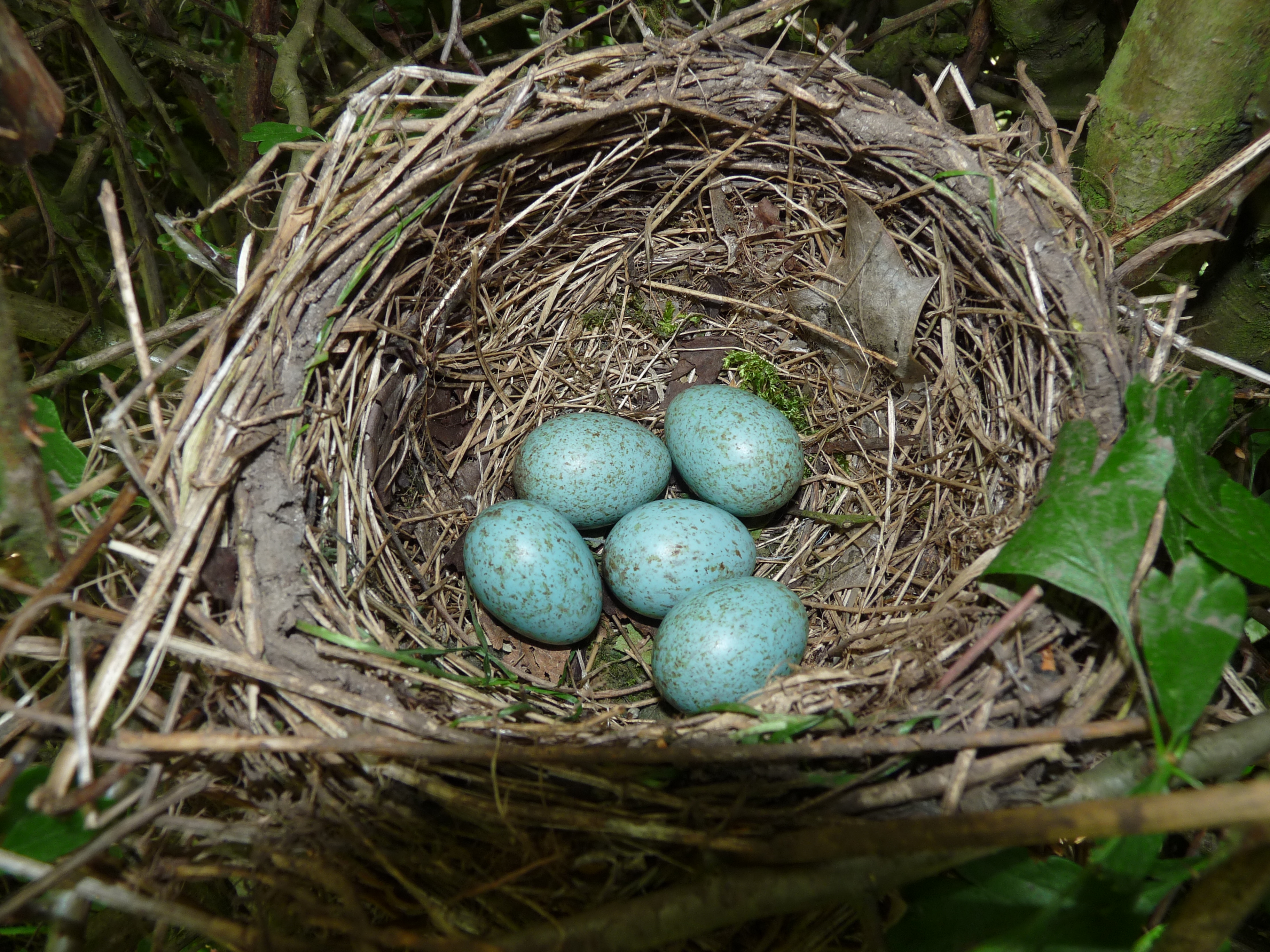 Details about   Blackbirds Nest Nest Box Blackbirds Natural Air Hole 3,2 cm en Nistkasten Meisen natur Flugloch 3,2 cm data-mtsrclang=en-US href=# onclick=return false; 							show original title