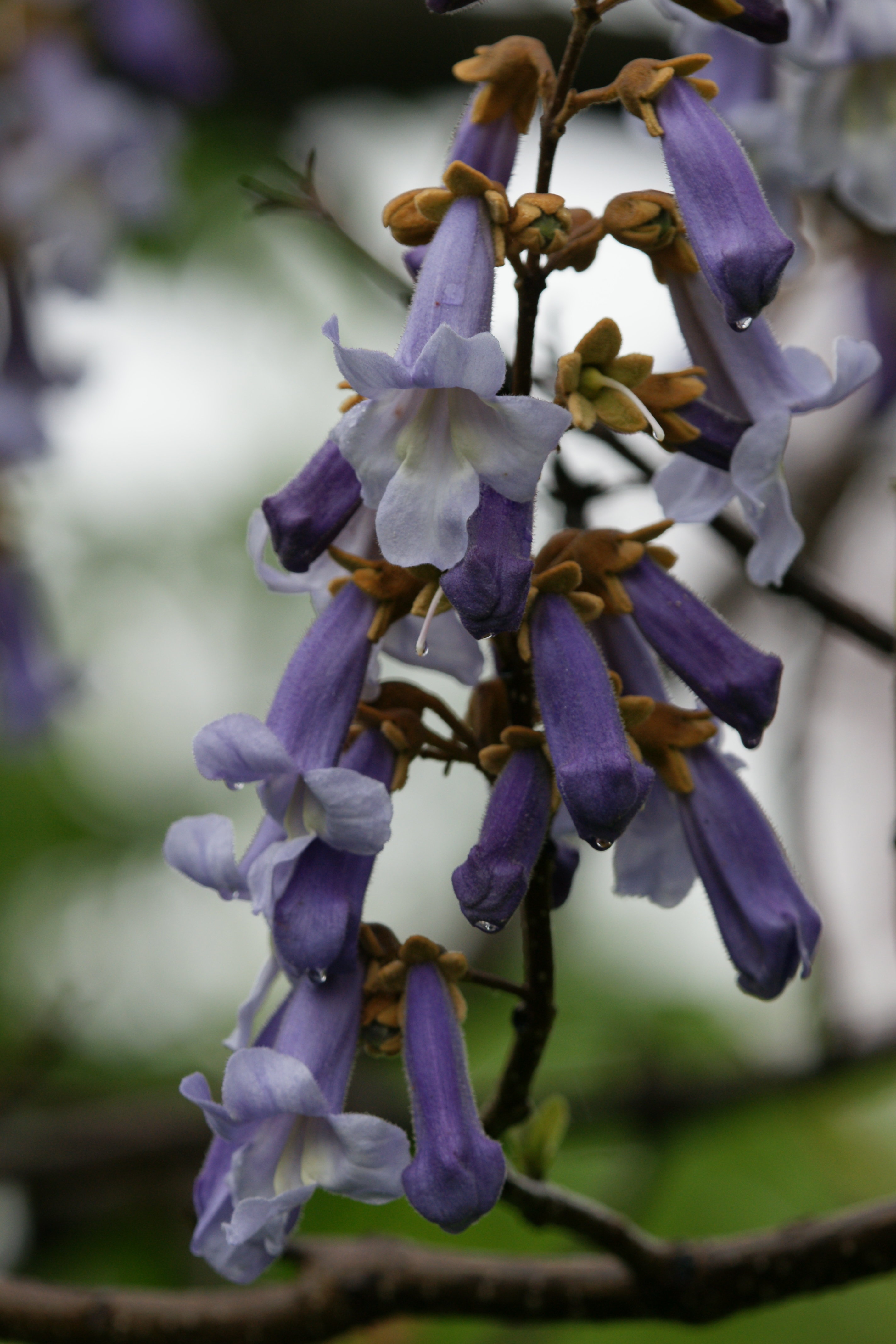 Fichierblauglockenbaum Paulownia Tomentosa 1jpg Wikipédia