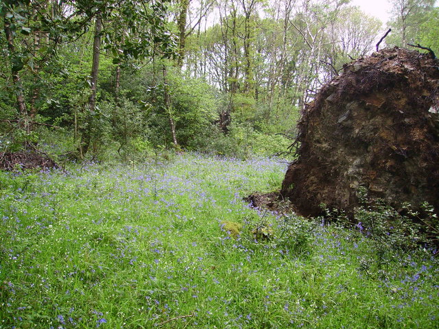 File:Bluebells - geograph.org.uk - 170268.jpg