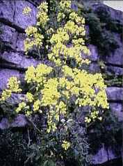 Brassica drepanensis.jpg