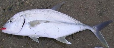 File:Brassy trevally Darwin.jpg