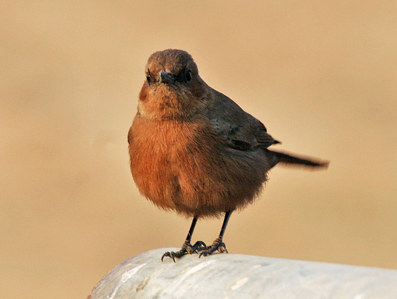 File:Brown Rock-chat (Cercomela fusca) at Hodal Iws IMG 1016.jpg