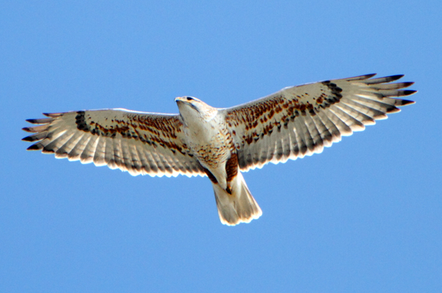 File:Buteo regalis -California -flying-8-4c.jpg