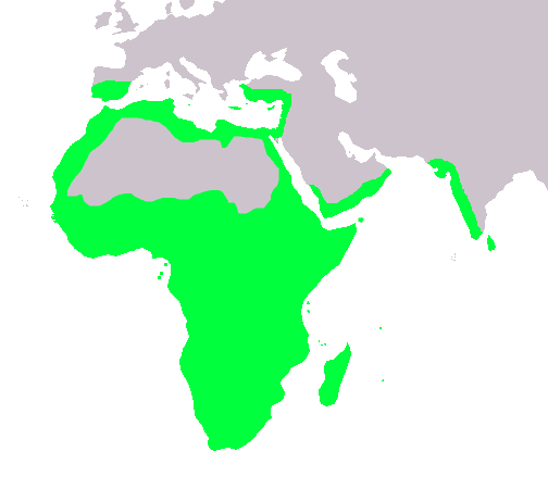 Cameleonidae_Repartition_Map