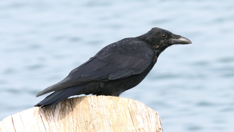 File:Carrion Crow (Corvus corone) (2).jpg