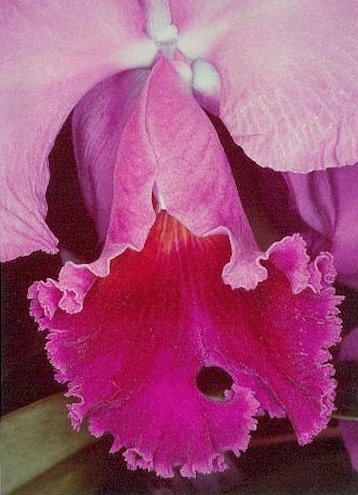 File:Cattleya hybride.jpg